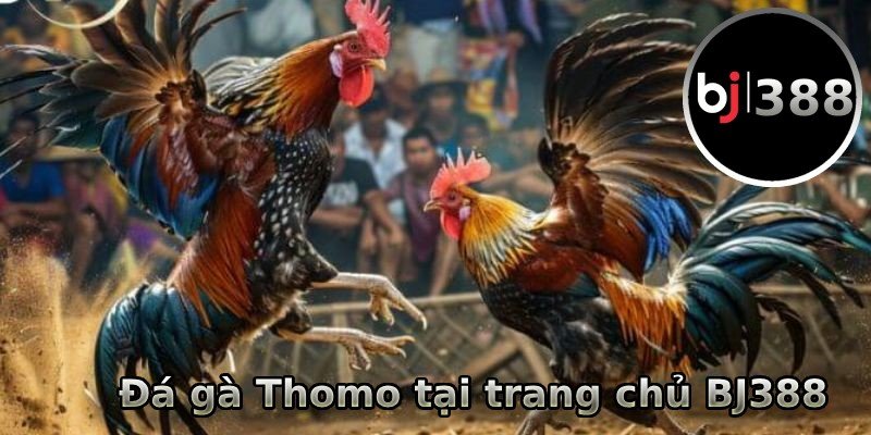 Đá gà Thomo