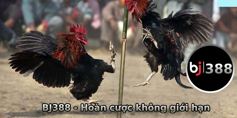 Hoàn cược không giới hạn tại BJ388