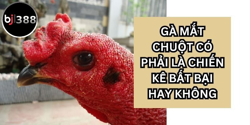 Gà mắt chuột gọi là vua của gà chiến