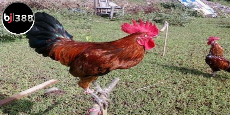 Nguồn gốc của gà Ayam Ketawa