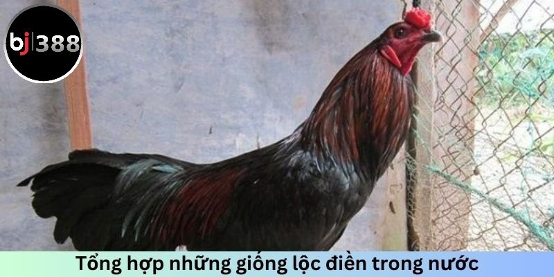 Vảy gà lộc điền như sự may mắn đến gà chiến của bạn