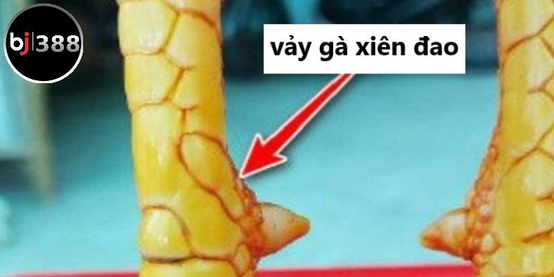 Vảy gà xiên đao là gì?